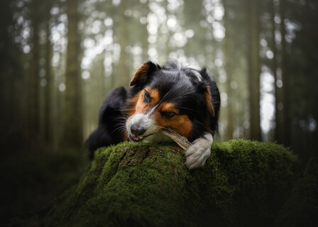 ESSENTIAL FOODS - ICELAND FISH DELIGHTS &ndash; 100% Kabeljauwhuid Snacks (100G)