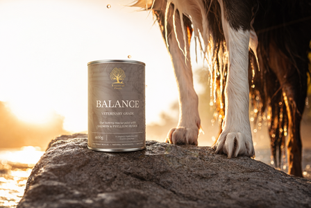 Essential Foods - Pat&eacute; BALANCE &ndash; Dieetvoeding voor honden met een gevoelige spijsvertering